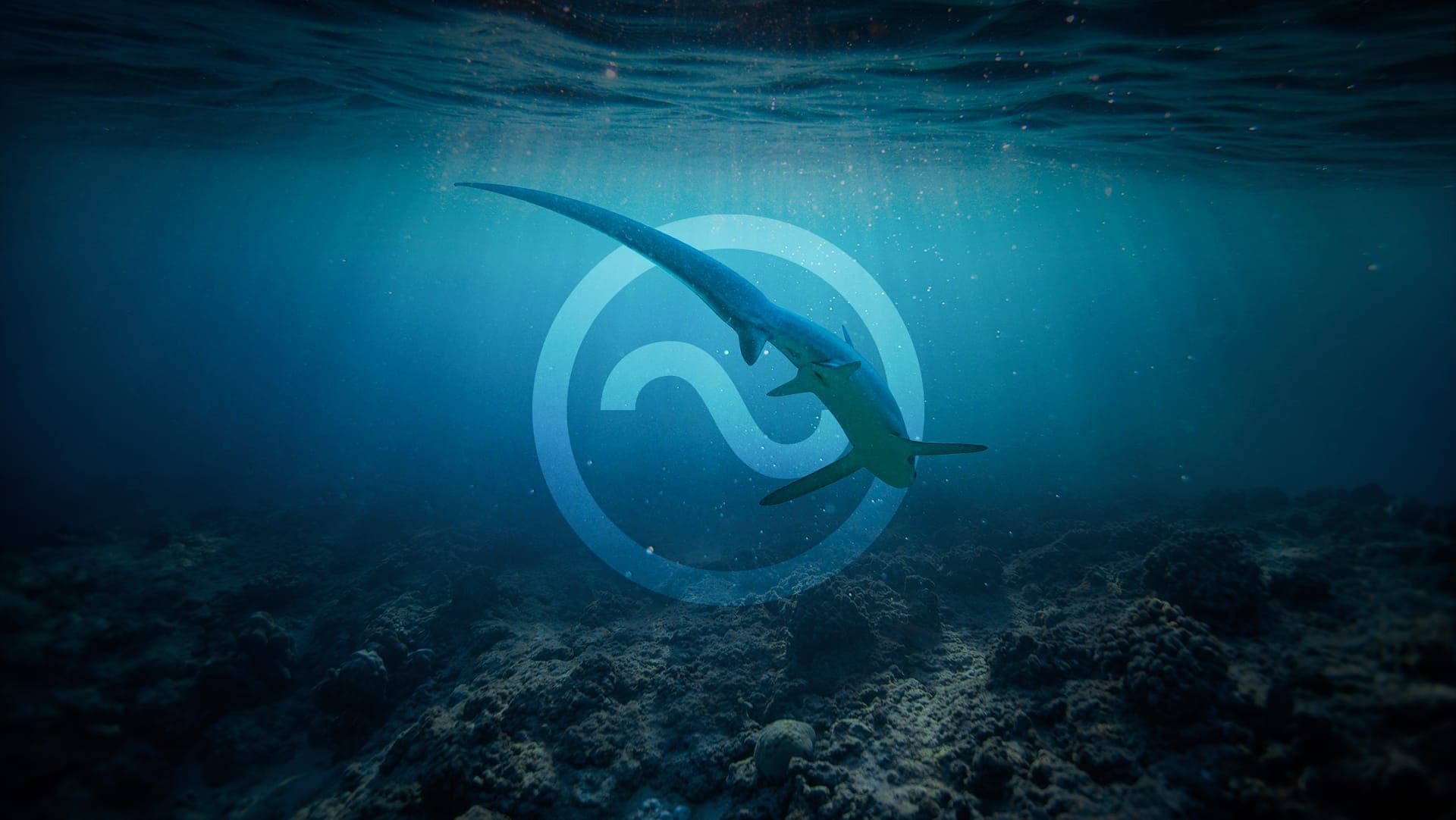 Immersion Diving Club & Resort brand identity